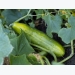 Growing Cucumbers and Gherkins in the Vegetable Garden