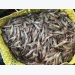 Ca Mau aims for US$1.1 billion shrimp export goal