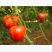 Expert Tips for Growing Best Tomato Plants