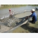 Hệ thống lọc nước bằng cá rô phi giúp tăng năng suất tôm nuôi