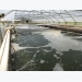 Turning a profit on aquaculture waste