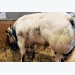 New bovine tuberculosis test to detect bacteria in just six hours