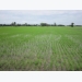 “Một chạm năm biết” - Ứng dụng công nghệ thông tin cho cây lúa