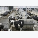 Benchmarks set for optimal UK dairy performance