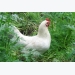 Project to prevent erysipelas in organic poultry