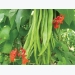 Expert Tips – How to Grow Runner Beans Successfully
