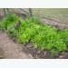 Lettuce Varieties – How to Grow Lettuce Plant