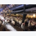 How aisle width in cage-free systems impacts hen welfare