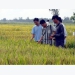 Hau Giang, RoK organisation continue hi-tech farming cooperation