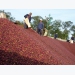 Coffee exports rise, but value stagnates