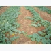 Fertilising cucurbits for crop success