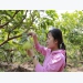 9X khởi nghiệp từ trồng ổi Đài Loan