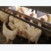 Calculating additional resource needs in cage-free