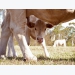 Cow's high selenium diets may boost protein transfer to calves