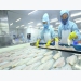 Pangasius exports to US marker rocket in Q3