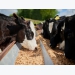 AB Vista looks to boost fiber use in dairy feeds
