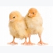 5 tips for raising healthy antibiotic-free poultry