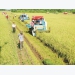Rice export grows steadily