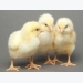 Countering early losses in chick condition