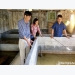 Nông dân Nghệ An nuôi lươn không bùn trong bể xi măng
