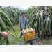 Vietnamese dragon fruit farmers worried as Chinese market shrinks