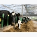 Optimal conditions for modern day dairy cows