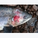 Diseased salmon debate heats up