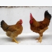 Xác định hàm lượng protein và amino acids nội sinh cơ bản ở gà Lương Phượng