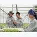 Southern province develops hi-tech farms