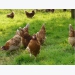 European project set to improve hen welfare
