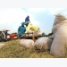 Thailand’s rice subsidy program may affect Vietnam: rice operators