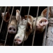 Vietnam says African swine fever outbreak slows, urges farmers to rebuild herds