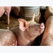 Precision feeding may lower pig dietary protein needs, nitrogen excretion