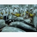 Tuna exports endure sluggish growth