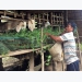 Trà Vinh farmers breed more goats that meet bio-safety standards
