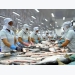 DOC announces review on anti-dumping duties on frozen tra fish fillets from Việt Nam