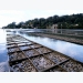 Trial to test probiotics in oyster farming