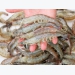 Feed formulations affect shrimp flavor, texture