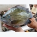 More opportunities for exporting tilapia