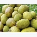 Thai jackfruit price increases sharply in Mekong Delta
