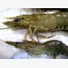 Shrimp disease guide - White Spot Disease