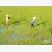 Concerns about the soaring costs of autumn-winter rice production
