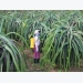Management of pests on dragon fruits tightened