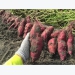 27,000 tons of purple sweet potatoes in need of consumption support