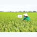 Doseco pioneers in breeding rice varieties adaptive to climate change