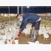 The readiness for integration of the poultry husbandry sector
