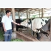 Duy trì nuôi bò sữa tạo bước phát triển kinh tế