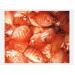 Cá Thoi Đỏ (Boarfish) Được Quảng Bá Tại Trung Quốc