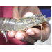 The Challenge of Shrimp Diseases in Asia