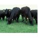 Cow Health: Grass staggers